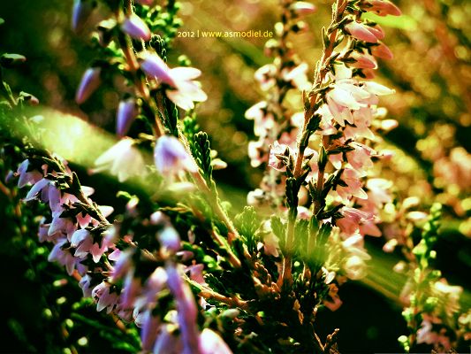 click to free download the wallpaper--Nature Purple Flowers, Blooming Pink and Purple Flower, Sunshine Pouring on Them