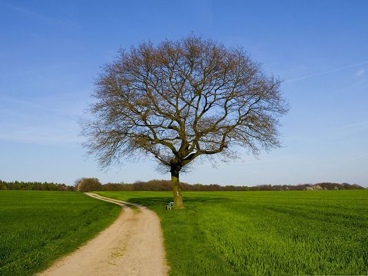 click to free download the wallpaper--Nature Spring Landscape, a Tall Tree Weakening Up in Spring, the Best Time