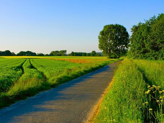 click to free download the wallpaper--Nature Summer Landscape, Green Plants Alongside the Straight and Narrow Road