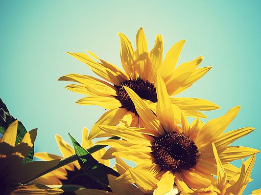 click to free download the wallpaper--Nature Sunflowers Picture, Blooming Sunflowers Under the Blue Sky, Prosperous Growth