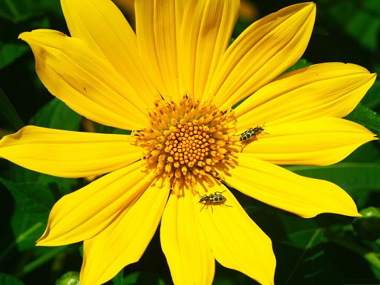 click to free download the wallpaper--Nature and Flowers, Two Little Insects on Yellow Flower, Never Abandon Each Other