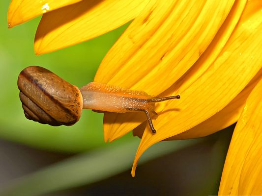click to free download the wallpaper--Nature and Insect, Snail on Sunflower, Never Leave Each Other