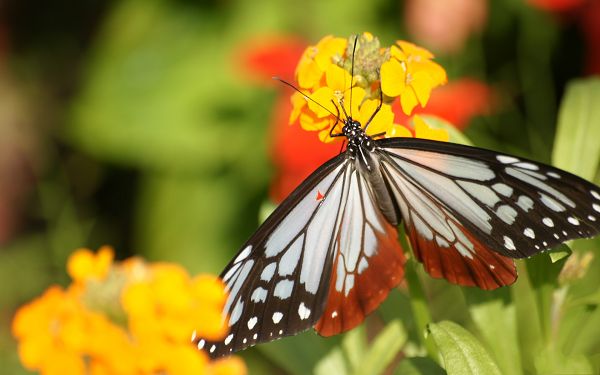 click to free download the wallpaper--Newflower Shows Picture, a Butterfly on Yellow and Red Flowers, Great Lovers
