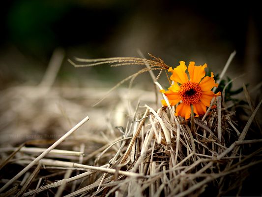 click to free download the wallpaper--Orange Flower Image, Tiny Flower in Bloom, on Brown Wheats