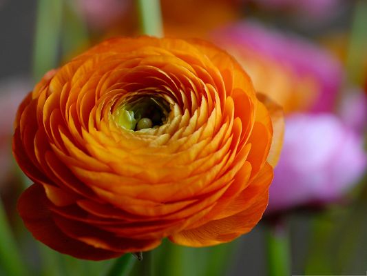 click to free download the wallpaper--Orange Flower Images, Piled Up Leaves, Green Stamen in the Middle