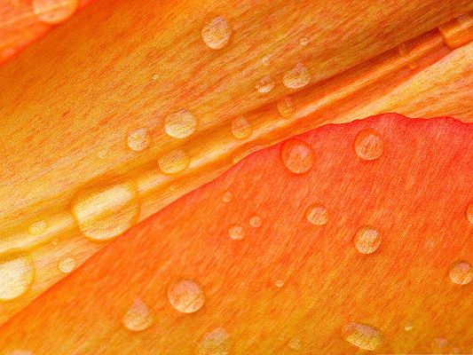 Orange Flower Images, Rain Drops on the Wide Petal, Impressive Scene