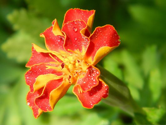 click to free download the wallpaper--Orange Flower Photography, Rain Drops on Blooming Flower, Colorful and Impressive