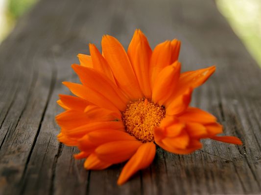 click to free download the wallpaper--Orange Flower Photos, Beautiful Flowers in Bloom, Fallen on Wood