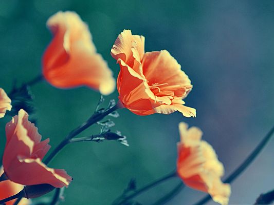 click to free download the wallpaper--Orange Flowers Image, Blooming Flowers in Bright Color, Impressive Scenery