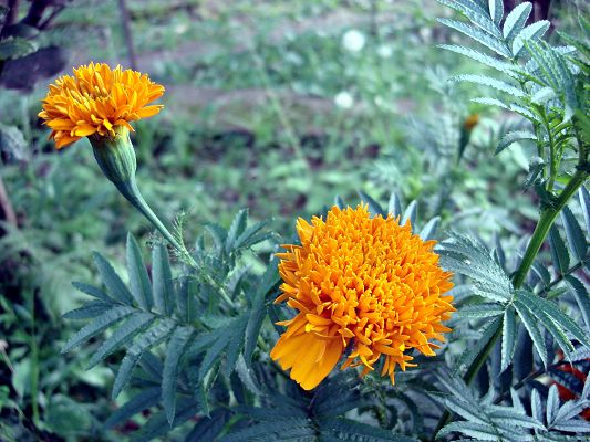click to free download the wallpaper--Orange Flowers Photo, Tiny Flower in Bloom, Green Leaves Around