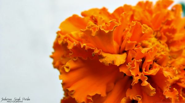 click to free download the wallpaper--Orange Flowers Picture, Orange Blooming Flower on White Background, Impressive Scenery
