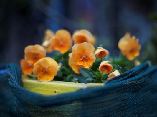 click to free download the wallpaper--Orange Pansies Flowers, Small Blooming Flowers, Weakening Up