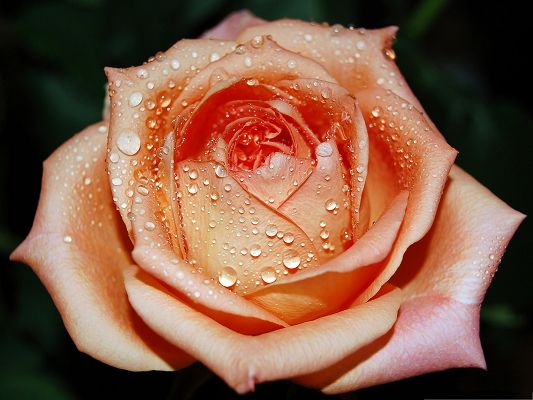 click to free download the wallpaper--Orange Roses Image, Blooming Flowers with Rain Drops on, Green Background