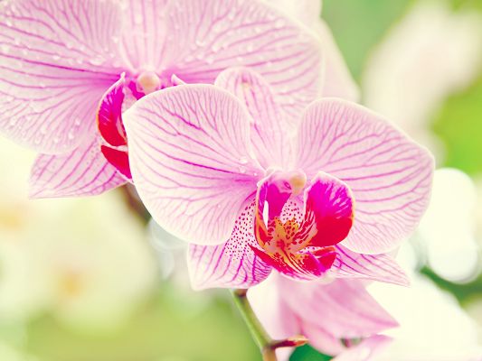 click to free download the wallpaper--Orchid Flower Image, Pink Flower in Bloom, Rain Drops on Them