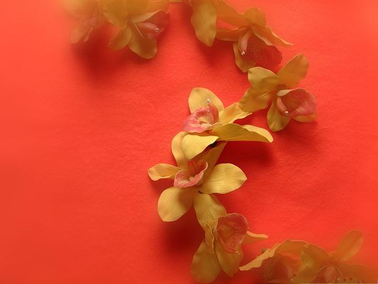 click to free download the wallpaper--Orchid Flowers Picture, Beautiful Flower in Bloom, Red Background