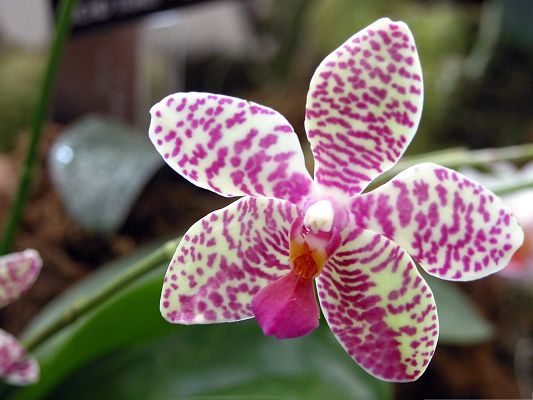 click to free download the wallpaper--Orchid Flowers Picture, Pink Spots All Over the Petal, Blooming and Beautiful Flower