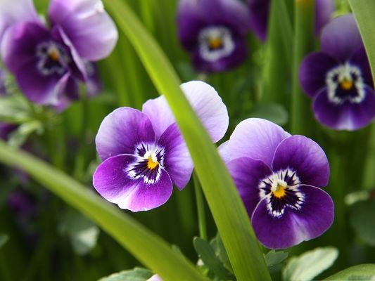 click to free download the wallpaper--Pansy Flower Pictures, Purple Flowers in Bloom, Green Stem, Amazing Scene
