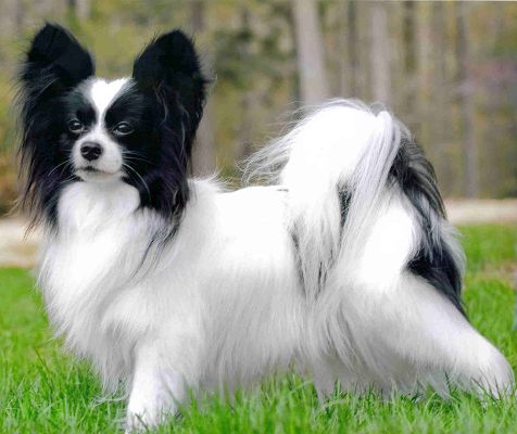 click to free download the wallpaper--Papillon Dog Picture