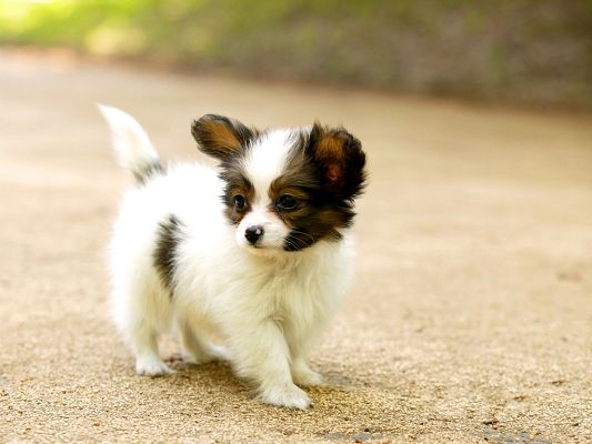 click to free download the wallpaper--Papillon Dog, Two Months Old