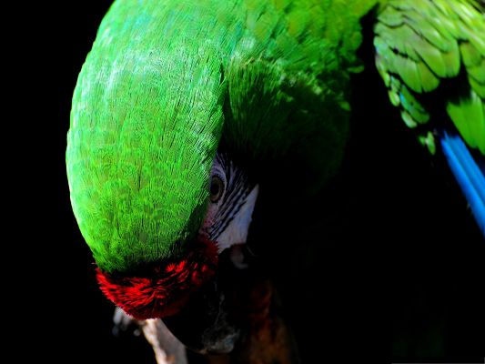 click to free download the wallpaper--Parrot Bird Image, Green and Beautiful Parrot, Great Look
