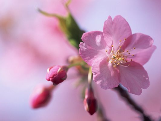 click to free download the wallpaper--Peach Blossom Image, Pink Peach on Light-Colored Background, Amazing Scene