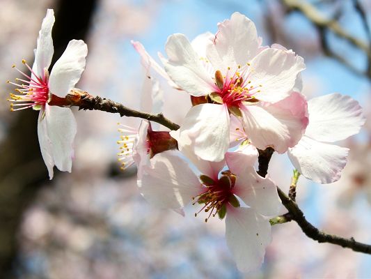 click to free download the wallpaper--Peach Flowers Image, White and Pure Flowers on Thin Branch, Incredible Scene