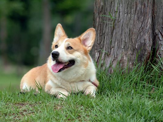 click to free download the wallpaper--Pembroke Welsh Corgi Image, Lying on Prosperous Green Grass, Great Summer Day