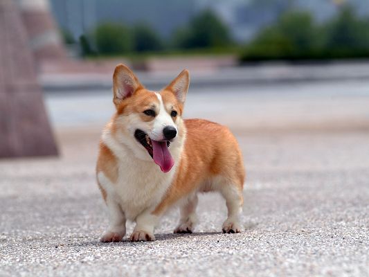 click to free download the wallpaper--Pembroke Welsh Corgi Image, Pink Tongue Out of the Mouth, Hot Summer Day