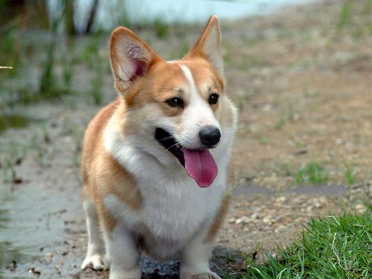 click to free download the wallpaper--Pembroke Welsh Corgi Image, Shinning Eyes, Pink Tongue Stretched