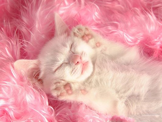 click to free download the wallpaper--Persian Cat Photo, White and Pink Kitten, Warmly Welcome Sleeping Miss Cat