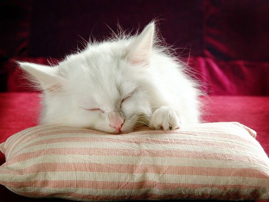 click to free download the wallpaper--Persian Cat Pic, White Kitten Sleeping on Stripy
Cushion
