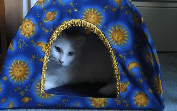 click to free download the wallpaper--Pet Cat Picture, Cozy Little Shelter, the Lucky Kitten