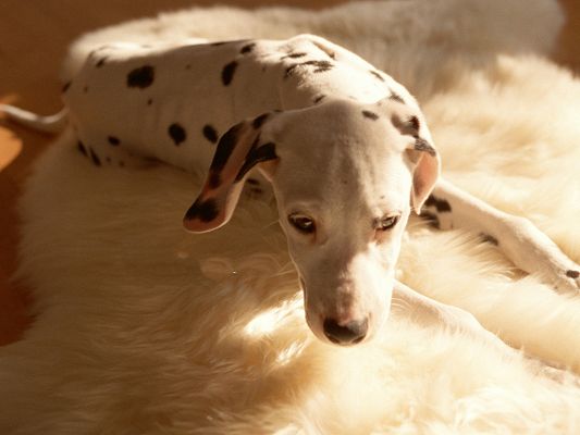 click to free download the wallpaper--Pet Dog Dalmatian Image, Lying on Comfortable Carpet, Easy Life!