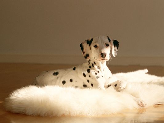 click to free download the wallpaper--Pet Dog Dalmatian Image, Lying on White Carpet, Enjoying the Sunshine