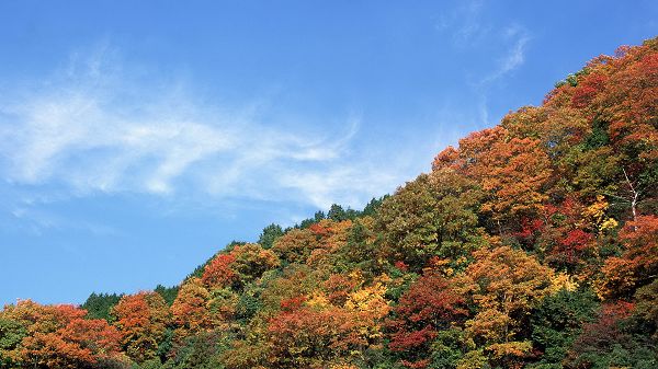 click to free download the wallpaper--Photos of Beautiful Scenery - Trees in Various Color, the Blue Sky, They Are Looking Good Together