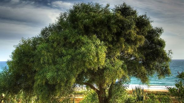 click to free download the wallpaper--Photos of Natural Scene - A Tall Tree by the Seaside, Prosperous Growth, It is Good Here