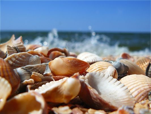 click to free download the wallpaper--Pic of Nature Landscape, Sea Shells Under the Blue Sky, Freshly Picked from the Sea