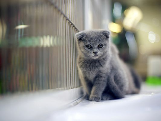 click to free download the wallpaper--Pics of Cute Animal, Grumpy Gray Kitten, Mere Background, Focusing on a Certain Aim