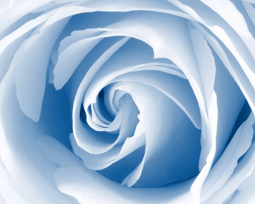 click to free download the wallpaper--Pics of Flowers - Blue Blossom Post in Pixel of 1280x1024, the Flower is Too Good to be True