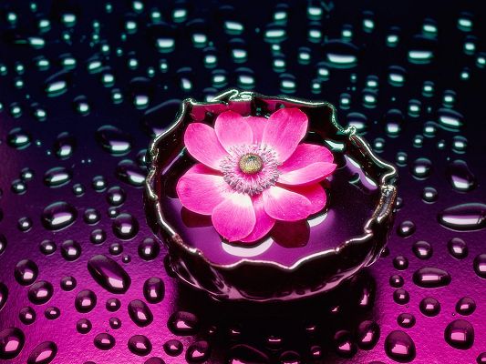click to free download the wallpaper--Pics of Flowers - Pink Flower Post in Pixel of 1600x1200, Blooming Flower with Crystal Clear Waterdrops, What a Scene!