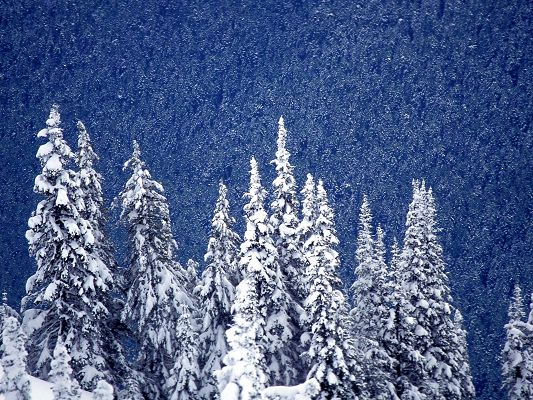 click to free download the wallpaper--Pics of Natural Landscape, Snow Mountain Forest, Snow-Covered Tall Trees