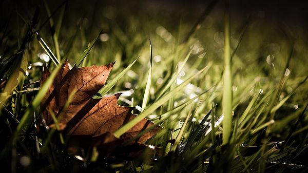 click to free download the wallpaper--Pics of Natural Scene - A Brown Leaf Among the Green Grass, When Will the Latter Turn Yellow?