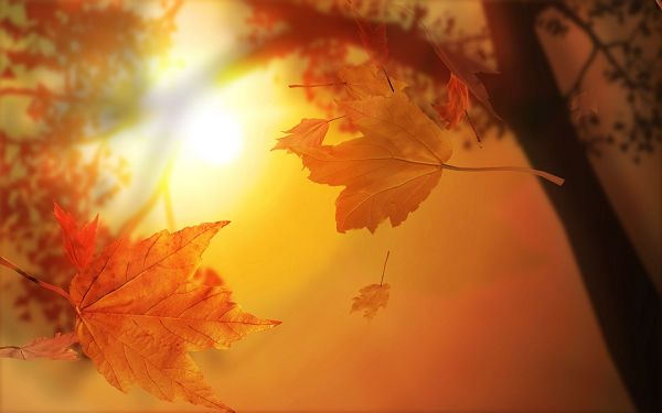 click to free download the wallpaper--Pics of Natural Scene - Orange Autumn Post in Pixel of 1680x1050, Under the Sun, Leaves Are Shinning in Orange, Great Scene