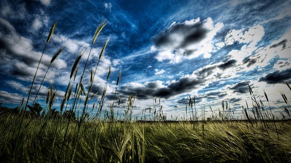 click to free download the wallpaper--Pics of Natural Scene - The Blue Sky with White Clouds, Green Grass Beneath, an Amazing Scene