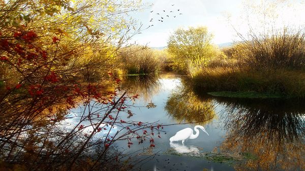 click to free download the wallpaper--Pics of Natural Scene - The Clear and Blue River, a White Swan Standing in It, Plants Turning Yellow