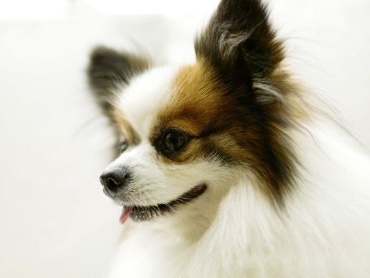 click to free download the wallpaper--Pics of Papillon, Mini and Cute, Stretched Tongue, Great Look