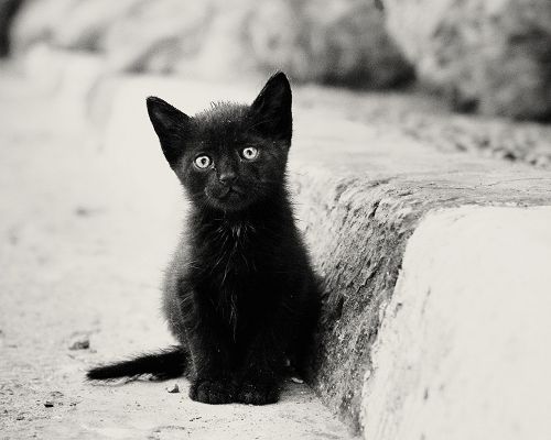 click to free download the wallpaper--Picture of Cute Animal, Lonely Black Kitten, Poor Look, Someone, Take It Home