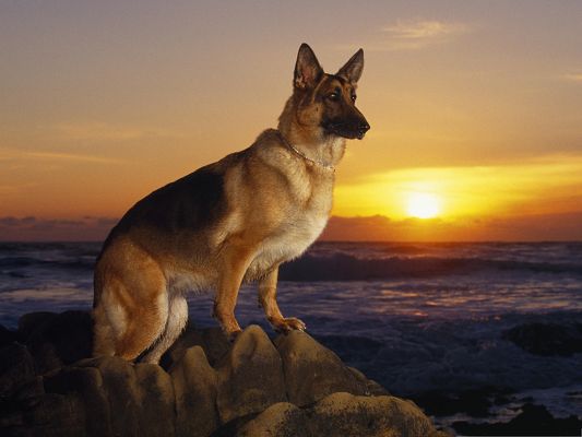 click to free download the wallpaper--Picture of Dogs, German Shepherd at the Beach, Stand Tall, Like a General Making an Order