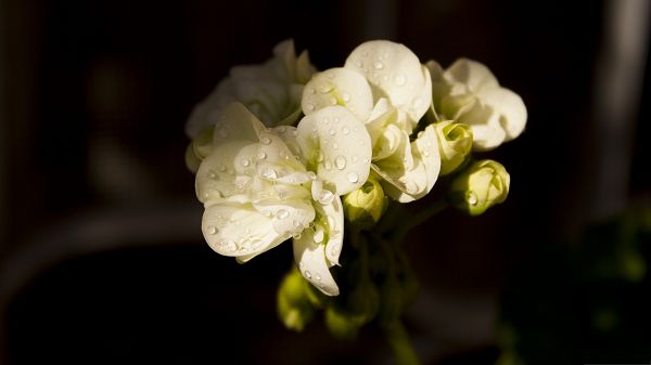 click to free download the wallpaper--Picture of Jaraiban Flower, Tiny White Flowers with Rain Drops, Incredible Scene
