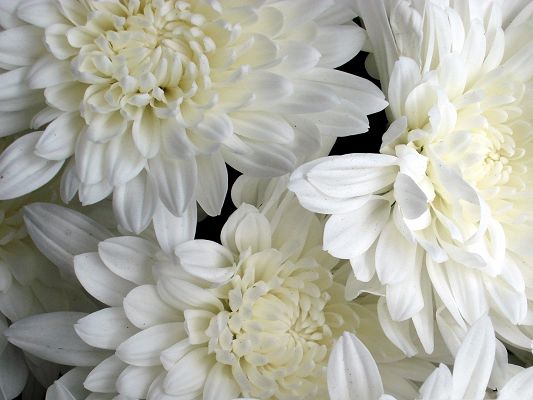 click to free download the wallpaper--Picture of White Flowers, Pure and Blooming Flowers, Amazing Look 